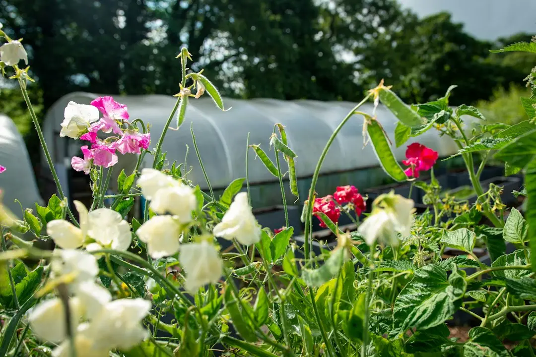 Testa kallså luktärt redan nu – få blomprakt i sommar illustration